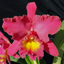 カトログ !!　～ カトレヤ交配種のブログ (Hybrid Cattleya's Database) ～