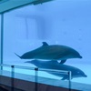 「MARINE WORLD」uminonakamichi  