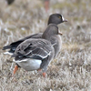 伊豆沼方面へ虫取りと鳥見に行ったよ（２０２３　０１２１－２２）その１。