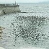 ヒヨドリの群れ、ハヤブサが襲う　白浜の海岸（和歌山県）