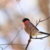アカウソ, Eurasian Bullfinch