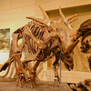 スティラコサウルスの骨格