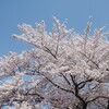 花見と戦隊ショー