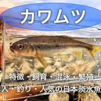 水槽で飼育が出来る人気の日本淡水魚の種類を紹介 特徴も詳しく解説 たなごgo