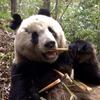 陝西省、第４回ジャイアントパンダ調査リポートを発表、野生パンダ生息数が大幅増―中国メディア