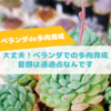 たにログ265 【多肉育成】梅雨〜夏！ベランダの多肉が緑色で可愛くない…育て方が間違ってる？