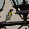 ベリーズ　自宅庭の Yellow-throated Warbler （イエロースローテッド　ワーブラー）