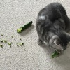 みーちゃん、キュウリを食べ、カッパになる！？