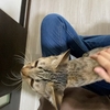 【お膝の上が好きなのニャ】保護猫 子猫のエル 成長記録 生後5ヶ月