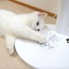 扇風機でハッスルするポムさん