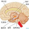 じじぃの「小脳にニューロンが多い訳・運動を制御するだけではない？脳からみた自閉症」