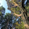 朝練
