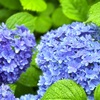 ハズレて幸い天気予報。雨の日の美しい紫陽花と和菓子。