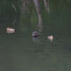 Little grebe family