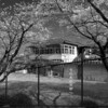 九条山浄水場の桜