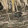 バン幼鳥　歳末玉手箱　　キヅタアメリカムシクイ