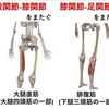 二関節筋の話。