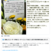 深圳の男児死亡事件の花束における偽謝罪文コラ画像について