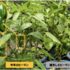夏野菜ピーマン08【梅雨のなか収穫] 