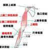 【基礎から学ぶ・筋肉】肘屈曲筋（上腕二頭筋・上腕筋・腕橈骨筋）