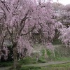 2024.4.11　仏正寺しだれ桜〜川の一里塚