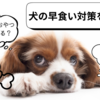 愛犬の早食いに悩んでいる方必見！肥満からダイエットする前に #犬 #早食い #肥満 #ダイエット