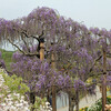 あしかがフラワーパークのフジの花々