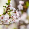 「桜」は「桜」のままで美しい　〜イルミネーションで見せる桜に疑問あり！〜