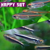 (熱帯魚 生体)【バリューセット】グローライトテトラ(約2cm)(8匹) + ブラックネオンテトラ(約2cm)(8匹)【水槽/熱帯魚/観賞魚/飼育】【生体】【通販/販売】【アクアリウム/あくありうむ】