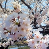 ちょいとお花見ライド　瓢湖　(桜レポート２０２１)