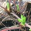 #21 ワイルドストロベリー 植え替え後の新芽