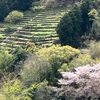 草枕の道にウグイスの声