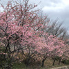小学校前の河津桜20240307
