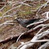 乗鞍山頂・畳平のホシガラス3