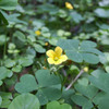 カタバミ、ナンゴクネジバナ、ヘビイチゴ、ナワシロイチゴ、テッポウユリ、ユウゲショウ、オオバコ、他