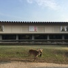 奈良国立博物館『快慶』と、京都祇園『遊亀』