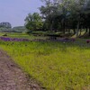科学万博記念公園のアヤメ～つくば市とその周辺の風景写真案内（４２２）