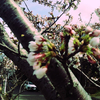 やっと開花！