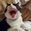 今週のしおとくろ