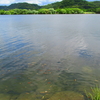 梅雨入りしないようなのでタナゴ釣り