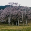 もう桜が咲いているところあるんだって？