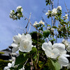 最後の播種と中耕除草と花山大吉と卯の花