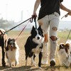 犬の種類と特徴について