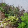 植栽作業2日目