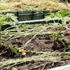 野菜苗植え付け