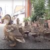 33秒シャドーイング：子ガモのお引越し「Kyoto ducklings move to Kamogawa」 