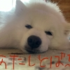 甲斐犬サンの反省する1日〜∑(O_O；)ｼｮｯｸ!!〜