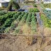 自家の畑で農作業