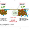 土も酸素と水捌けが大事なんだ