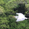 アオサギさん「天気が良いから、何処へ行こうかなぁ」